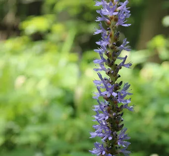 Bluebonnet Swamp Nature Center