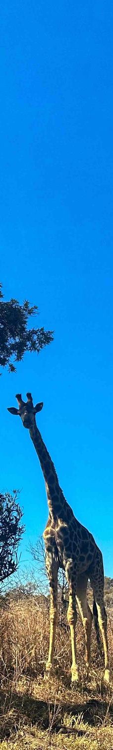 拉斯维加斯-YoYo_4F5G8A4P