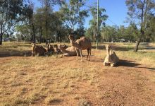 Gemini Caravan Park景点图片