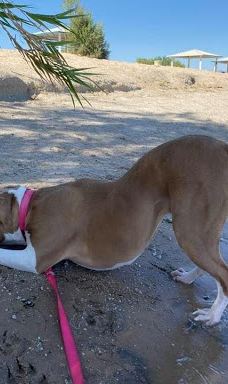 Big Bend of the Colorado-拉芙琳