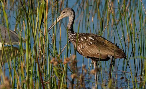 Wellington Environmental Preserve