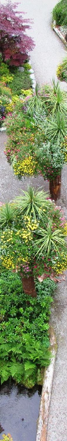 Glacier Gardens Rainforest Adventure-朱诺