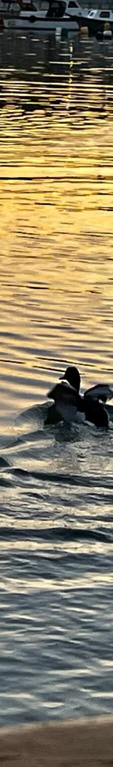 伊斯坦布尔港-伊斯坦布尔