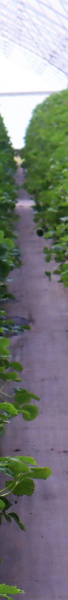 Ricardoes Tomatoes-Blackmans Point