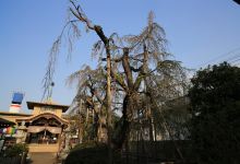 地蔵院景点图片