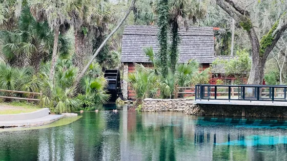 Juniper Springs