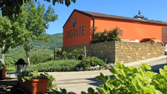 Vina Zigante