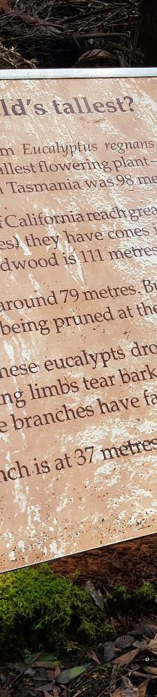 Tall Trees Walk-Mount Field