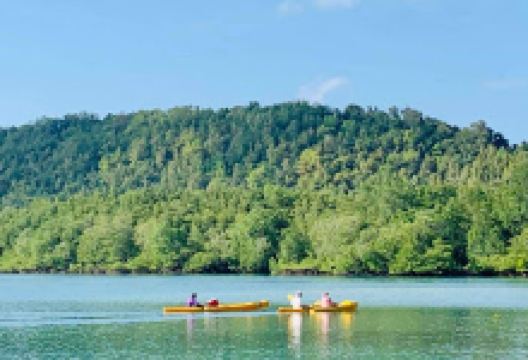 Mangrove kayaking with Coco美食图片