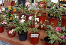 Vivero Bonsai购物图片