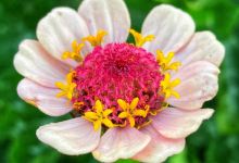 Zelfoogsttuin Proeftuin van Linschoten景点图片