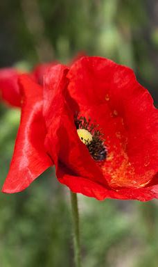 مجموعه قلعه جلالی-卡尚