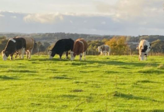 Oakbank Bing Community Woodland景点图片