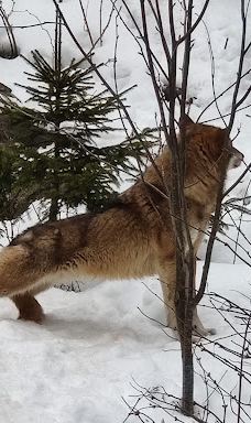 Vlčí výběh Srní (podívání zvenku)-斯尼