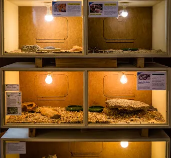 Snake Park