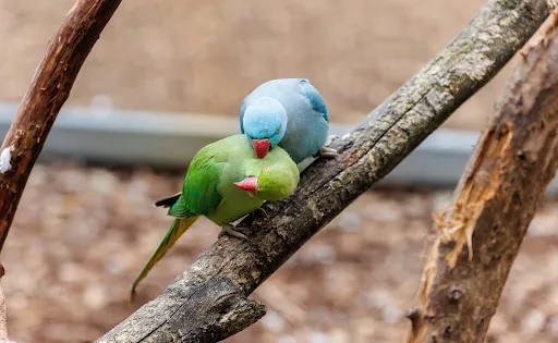 Peel Zoo