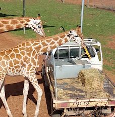 Giraffe Lookout-默里布里奇