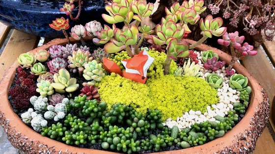 滇景多肉植物園