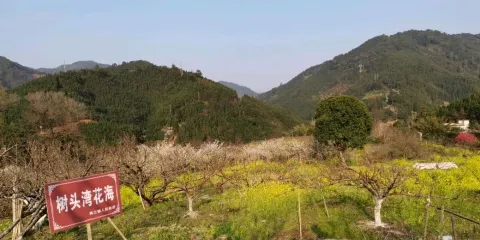 樹頭灣花海