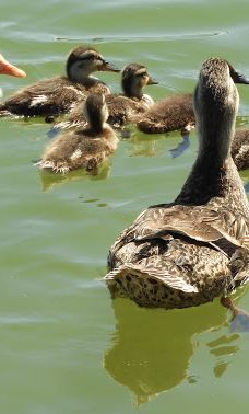 Parc de l'Agulla-巴热