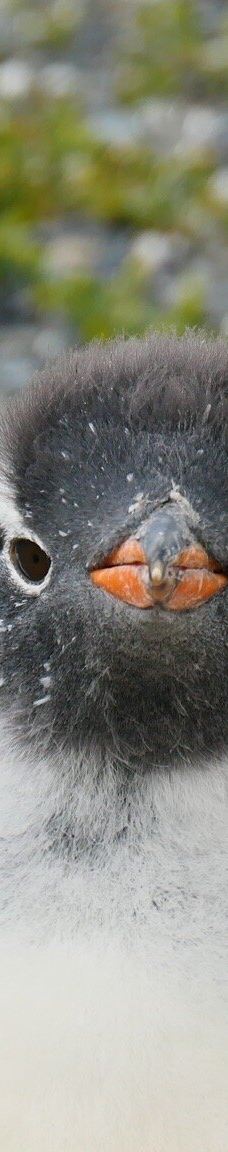 Isla Martillo-乌斯怀亚