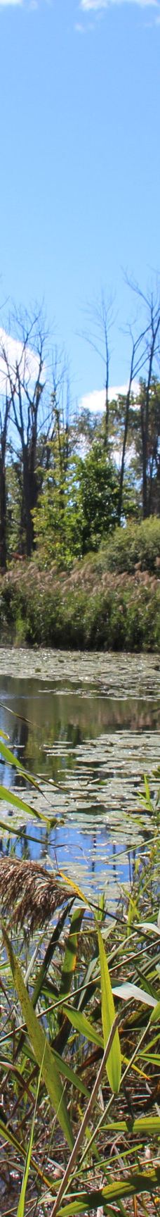 Pinery Provincial Park-大本德