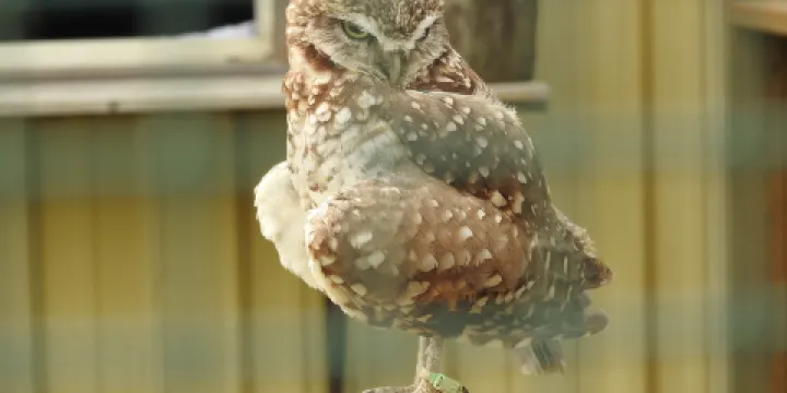 Burrowing Owl Interpretive Centre