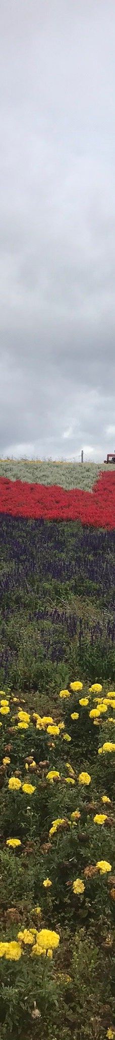 菅野农场-上富良野町