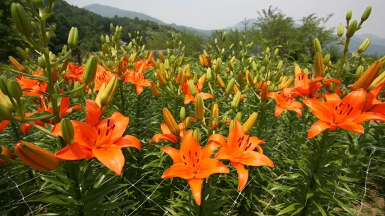 海如林植物園