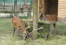 Zoo Ramnicu Valcea景点图片