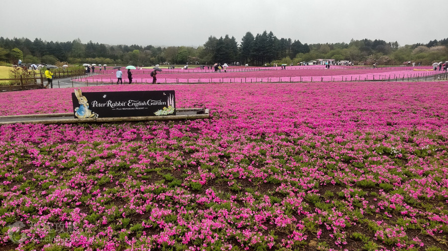富士芝櫻祭