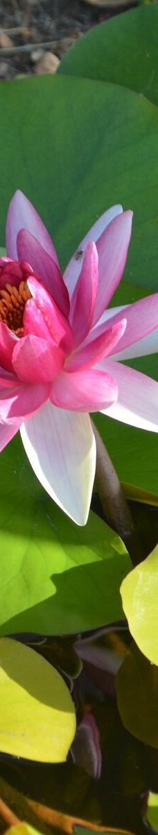 Fondazione Famiglia Piccolo-卡普多兰多