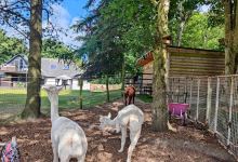 David’s Hill Alpacas景点图片