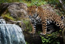 Spirit of the Jaguar景点图片