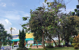 INSOMNIA (Angkringan Taman Ibu)