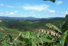 PTPN Kebun Panarewuan景点图片