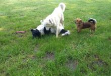 Hundewiese景点图片