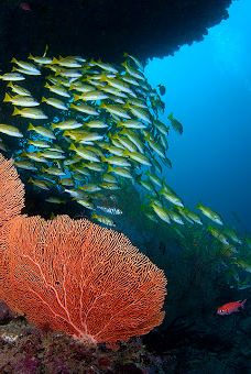 富士法鲁岛-富士法鲁岛