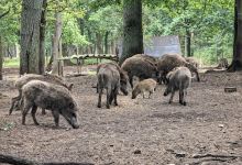 Wildgehege Oerrel景点图片