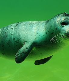 Seehundstation und Waloseum-诺德代希