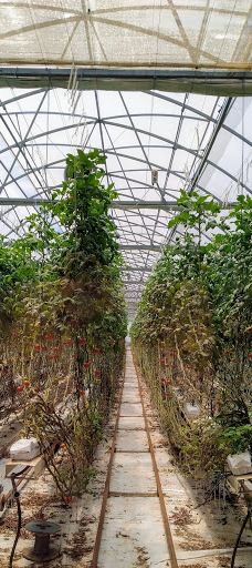 Ricardoes Tomatoes-Blackmans Point