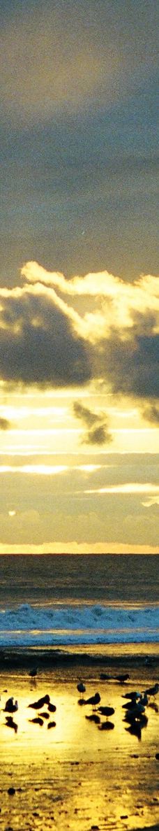 Seacliff State Beach-阿普托斯