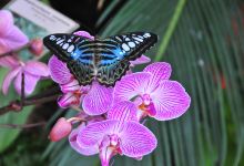 Butterfly Gardens景点图片