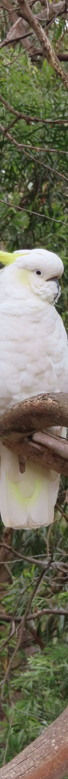 坎尼特河沿岸考拉步行道-Kennett River