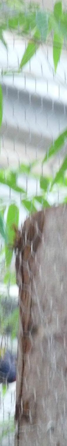 Biotropica, animal gardens-瓦德勒伊