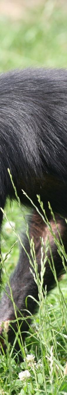 Öland Zoo and Amusement Park-默尔比隆阿