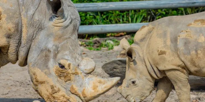 多特蒙德動物園