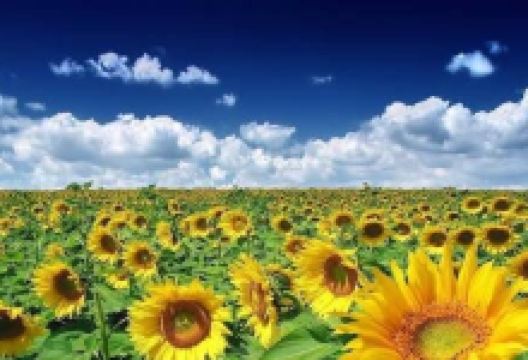 Sunflower Field景点图片
