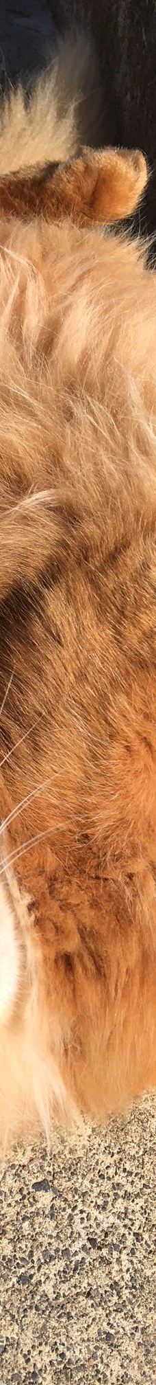 Gotanjoji Temple-越前市