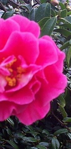 Gore Public Gardens-戈尔